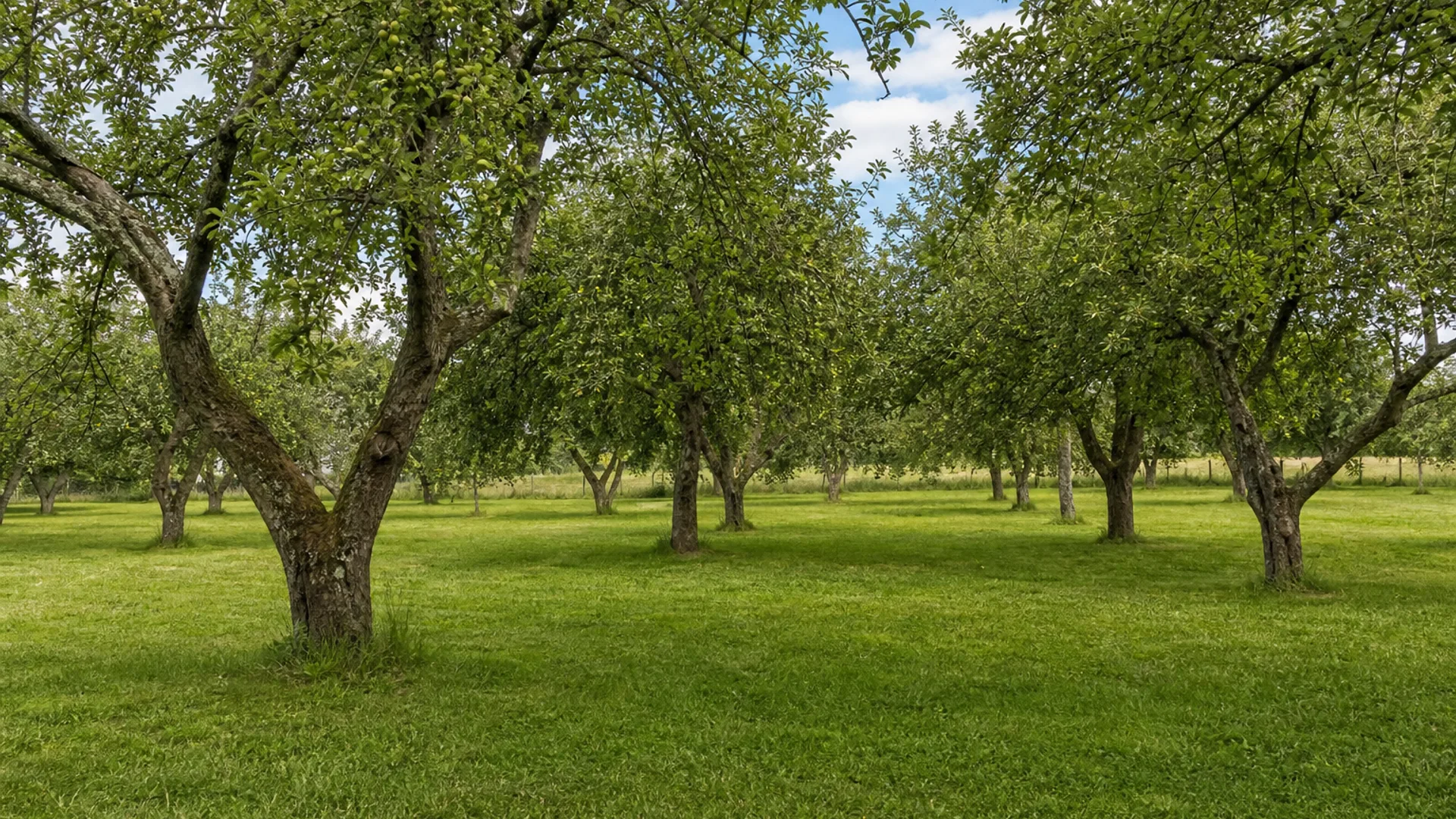 Widely spaced mature apple trees in rough grass, with sheep grazing between them.