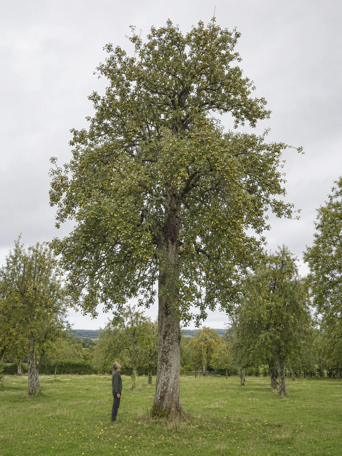 A very large pear tree seen from ground level, dwarfing a figure standing at its base.