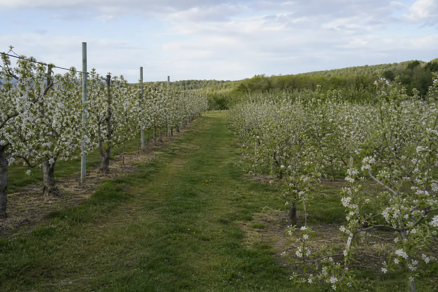 Tall widely spaced blossoming trees on the left of the frame and low densely planted trees on the right.